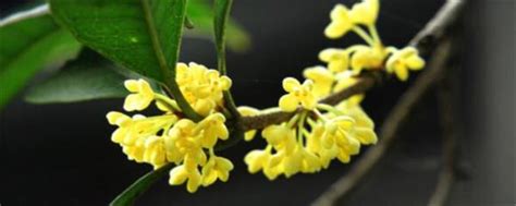 桂花種植土壤|桂花種植指南：微酸土壤、適當澆水、適度遮蔭，打造。